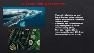• Whales by plunging up and
down through water columns
help in kicking back Planktons
to photic zone.
• Planktons are responsible for
the photosynthesis which
involves using of CO2.
• They are responsible for
removing millions of CO2 from
the atmosphere every year.
If he can help, Why can’t we ?
 