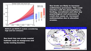 Sea levels are likely to increase
sedimentary processes. This could
interfere with the photosynthesis,
feeding, recruitment and other key
psychological reef processes. It
could also cause an increased
sedimentation due to shoreline
erosion.
Sea level rise can erode coastal
habitats such as mangroves and
turtle nesting beaches.
RCP2.6 and RCP8.5 models considering
high and low emission
 