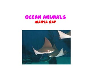 OCEAN ANIMALS
MANTA RAY
 