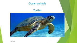 Ocean animals
Turtles
By Jordi
 