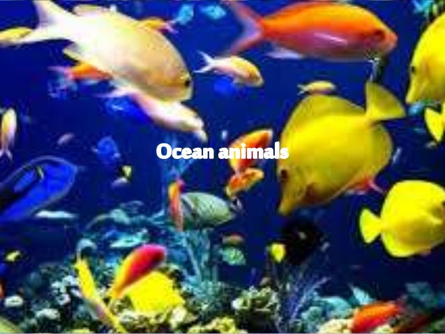 Ocean animals - 3