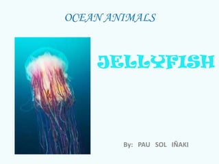 OCEAN ANIMALS
JELLYFISH
By: PAU SOL IÑAKI
 