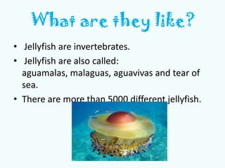 What are they like?
• Jellyfish are invertebrates.
• Jellyfish are also called:
aguamalas, malaguas, aguavivas and tear of...