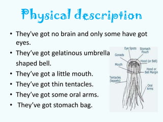 Physical description
• They've got no brain and only some have got
eyes.
• They’ve got gelatinous umbrella-
shaped bell.
•...