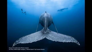 Ocean Art Underwater Photo Contest
1st Place, Wide-Angle Category, "Gentle Giants" By François Baelen
 