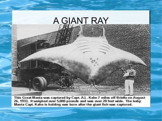 Ocean big and little animals | ODP