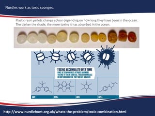 http://www.nurdlehunt.org.uk/whats-the-problem/toxic-combination.html
Nurdles work as toxic sponges.
Plastic resin pellets change colour depending on how long they have been in the ocean.
The darker the shade, the more toxins it has absorbed in the ocean.
The chemical pollutants are organic compounds known as Persistent Organic Pollutants
(POPs). They are called ‘persistent’ because they do not go away and stay in the food chain.
 