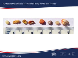 www.tangaroablue.org
A plastic resin pellet can easily be ingested along with other planktonic food sources,
making a toxic meal for marine life.
Nurdles are the same size and resemble many marine food sources.
 