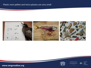 Marine life often mistake micro plastics and resin pellets as fish eggs and other small food
sources.
www.tangaroablue.org
These pieces of plastic
came out of a turtle’s
stomach!
Plastic resin pellets and micro plastics are very small
Photo: Algalita
This is a rainbow runnner
caught in the North
Pacific – it had ingested
plastics. Can you see the
plastic resin pellet?
This is a shearwater bird –
over 100 of these birds
were found at Freshwater
Beach in Sydney, many
had pellets and micro
plastics in them.
 