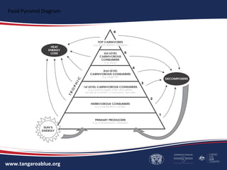 www.tangaroablue.org
Food Pyramid Diagram
 