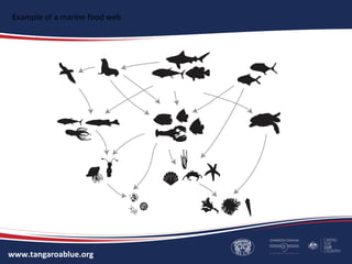 www.tangaroablue.org
Example of a marine food web
 