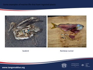 www.tangaroablue.org
Some examples of marine life that have ingested plastic
Seabird Rainbow runner
Photo: Chris Jordan Photo: Algalita
 
