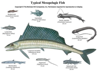 Typical Mesopelagic Fish 