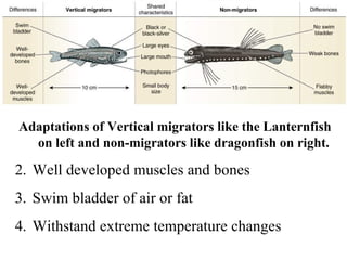 Adaptations of Vertical migrators like the Lanternfish on left and non-migrators like dragonfish on right. Well developed muscles and bones Swim bladder of air or fat Withstand extreme temperature changes 