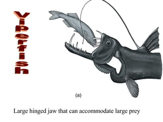 Viperfish Large hinged jaw that can accommodate large prey 