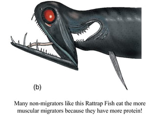 Many non-migrators like this Rattrap Fish eat the more muscular migrators because they have more protein! 
