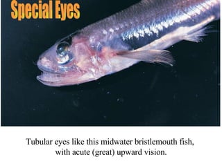 Special Eyes Tubular eyes like this midwater bristlemouth fish,  with acute (great) upward vision. 