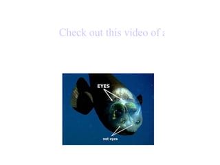 Check out this video of a weird fish with tubular eyes 