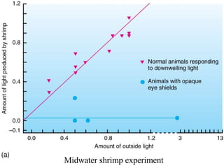 Midwater shrimp experiment  