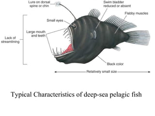Typical Characteristics of deep-sea pelagic fish 