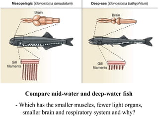 Compare mid-water and deep-water fish - Which has the smaller muscles, fewer light organs, smaller brain and respiratory system and why? 
