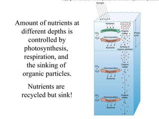 Amount of nutrients at different depths is controlled by photosynthesis,  respiration, and  the sinking of  organic particles. Nutrients are  recycled but sink! 