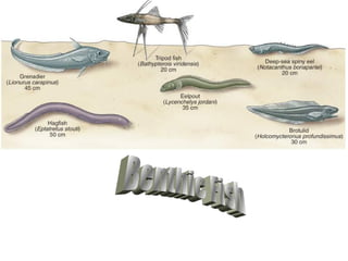 Benthic Fish 