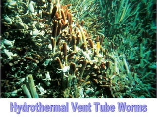 Hydrothermal Vent Tube Worms 