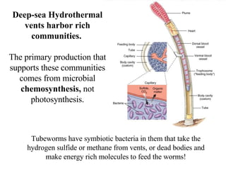 Deep-sea Hydrothermal vents harbor rich communities.  The primary production that supports these communities comes from microbial  chemosynthesis,  not photosynthesis. Tubeworms have symbiotic bacteria in them that take the hydrogen sulfide or methane from vents, or dead bodies and make energy rich molecules to feed the worms! 