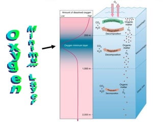 Oxygen Minimum Layer 