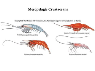 Mesopelagic Crustaceans 