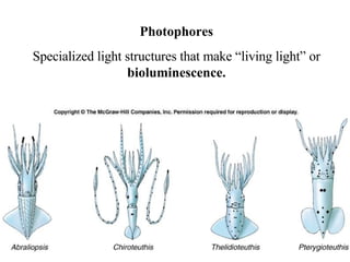 Photophores Specialized light structures that make “living light” or  bioluminescence. 