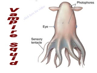 Vampire Squid click here for video 