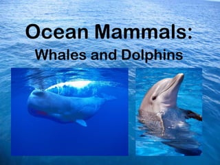 Ocean Mammals:
Whales and Dolphins
 