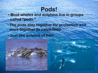 Pods!
 • Most whales and dolphins live in groups
   called “pods.”
• The pods stay together for protection and
  work toge...