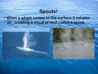 Ocean dolphins and whales powerpoint Slide 7