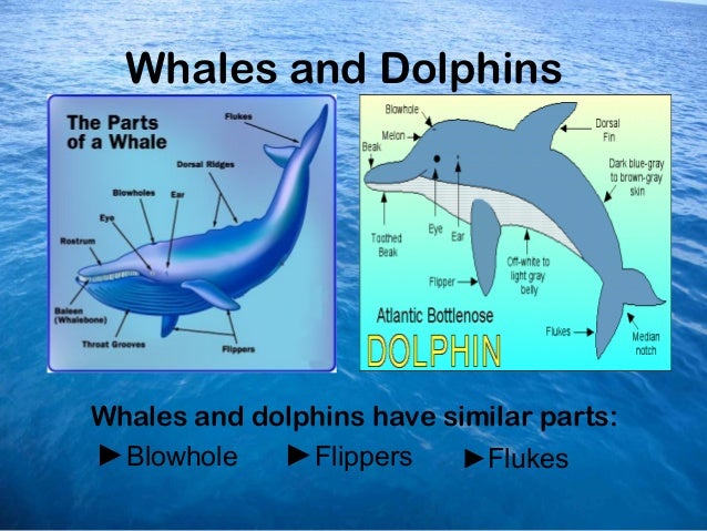 Ocean dolphins and whales powerpoint