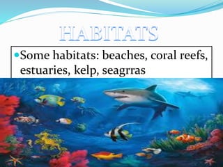 Some habitats: beaches, coral reefs, 
estuaries, kelp, seagrras 
 