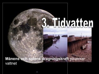 Månens och solens dragningskraft påverkar
vattnet
 