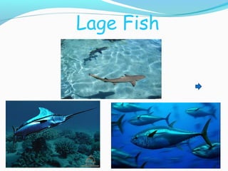 Ocean food chain | PPT