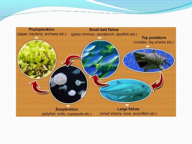 Ocean food chain