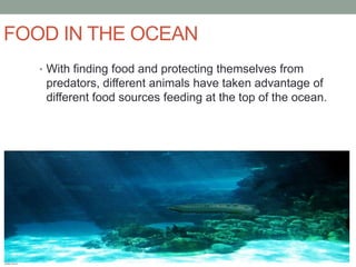 FOOD IN THE OCEAN
   • With finding food and protecting themselves from
    predators, different animals have taken advantage of
    different food sources feeding at the top of the ocean.
 