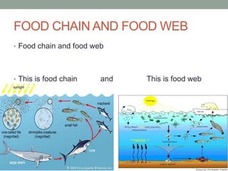 FOOD CHAIN AND FOOD WEB
• Food chain and food web




• This is food chain    and   This is food web
•      fff
 