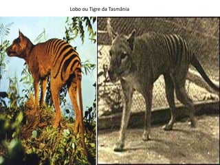 Lobo ou Tigre da Tasmânia

 