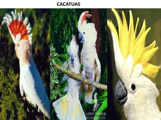 CACATUAS

 