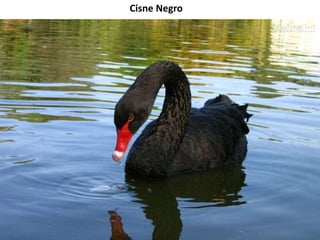 Cisne Negro

 