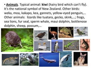 • Animals. Typical animal: kiwi (hairy bird which can’t fly).
It’s the national symbol of New Zealand. Other birds:
weka, moa, kakapo, kea, gannets, yellow-eyed penguin,…
Other animals: lizards like tuatara, gecko, skink,…; frogs,
sea lions, fur seal, sperm whale, maui dolphin, bottlenose
dolphin, sheep, possum,…
 