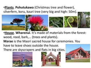 •Plants. Pohutukawa (Christmas tree and flower),
silverfern, koru, kauri tree (very big and high: 50m).
•House. Wharenui. It’s made of materials from the forest:
wood, reed, bark,… (trees and plants).
Marae is the Maori sacred house for ceremonies. You
have to leave shoes outside the house.
There are skyscrapers and flats in big cities.
 