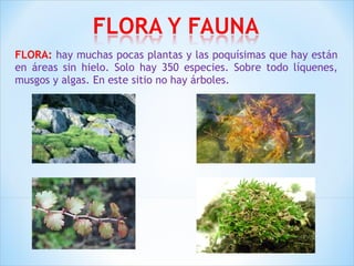 FLORA: hay muchas pocas plantas y las poquísimas que hay están 
en áreas sin hielo. Solo hay 350 especies. Sobre todo líquenes, 
musgos y algas. En este sitio no hay árboles. 
 