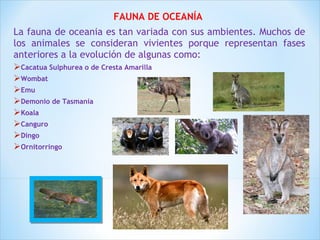 FAUNA DE OCEANÍA 
La fauna de oceania es tan variada con sus ambientes. Muchos de 
los animales se consideran vivientes porque representan fases 
anteriores a la evolución de algunas como: 
Cacatua Sulphurea o de Cresta Amarilla 
Wombat 
Emu 
Demonio de Tasmania 
Koala 
Canguro 
Dingo 
Ornitorringo 
 